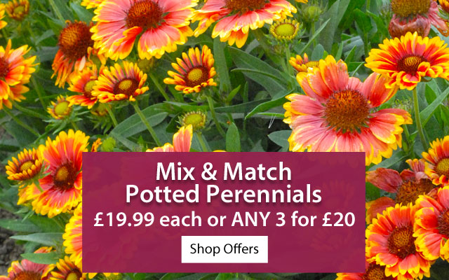 Mix & Match Potted Perennials 