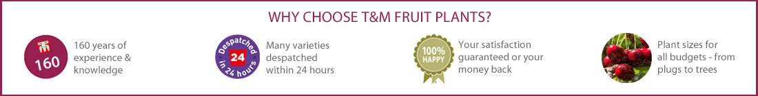 Why Choose T&M Fruit Plants