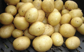 Second Cropping Potatoes