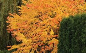 Autumn Colour Trees