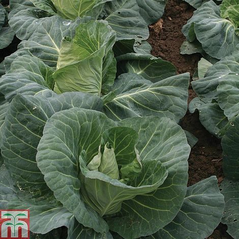 Cabbage 'Tantour' F1 Hybrid (Summer) - Seeds