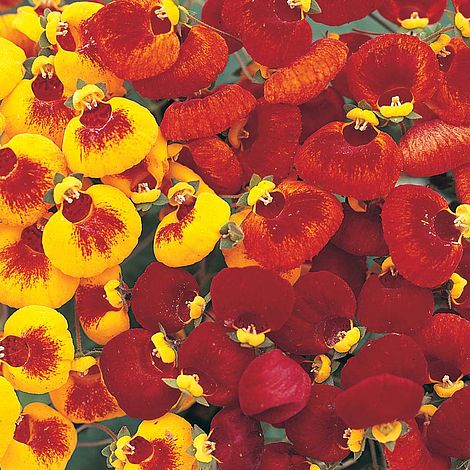 Calceolaria 'Sunset Mixed' - Seeds