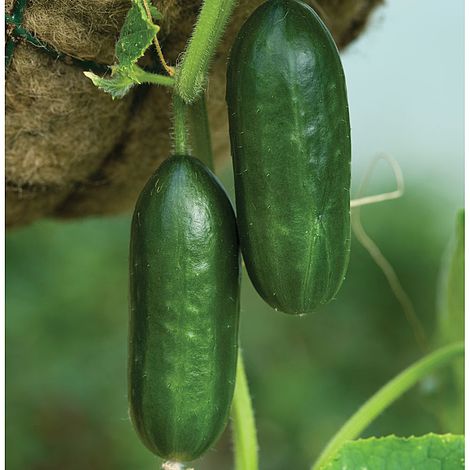 Cucumber 'Mini Munch' F1 Hybrid - Seeds