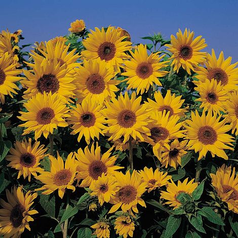 Sunflower 'Dwarf Yellow Spray' - Seeds