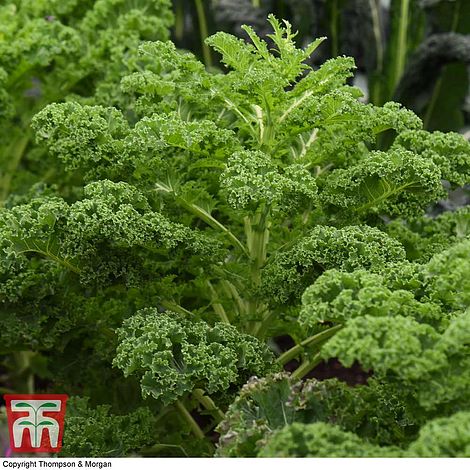 Kale 'Reflex' F1 Hybrid - Seeds