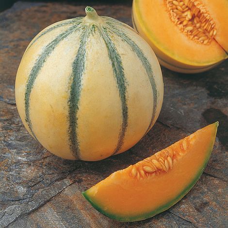 Melon 'Alvaro' F1 Hybrid - Seeds