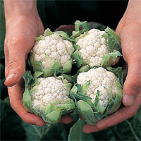 How to grow cauliflowers