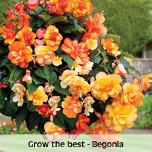Begonia 'Apricot Shades'