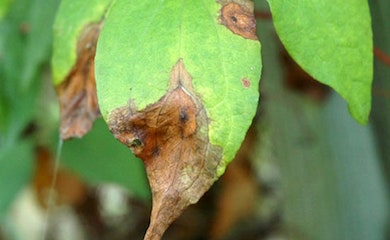 Leaf with clematis wilt
