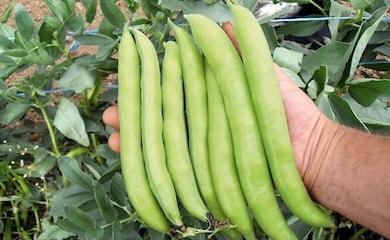 Hand holding broad beans