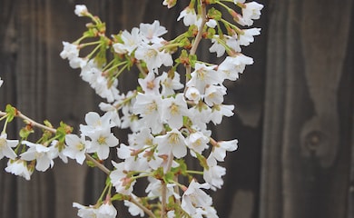 White cherry blossom petals