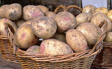 Potato âPicassoâ from Thompson & Morgan